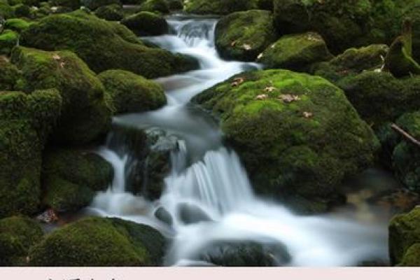 2002年:水命年的神秘魅力与命运启示 2002年:水命年的神秘魅力与命运启示