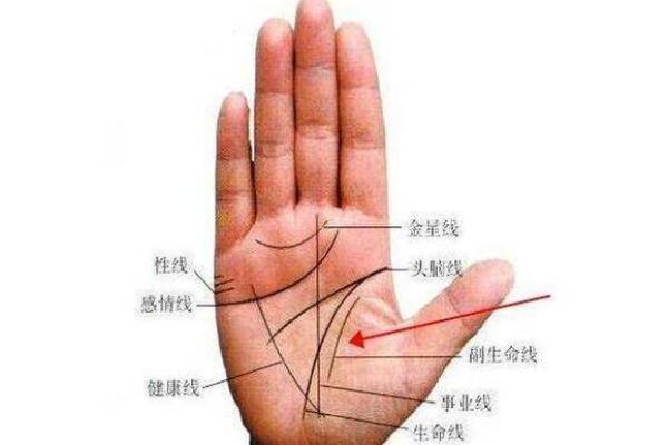 揭秘簸箕命女人：手相与命运的神秘关联