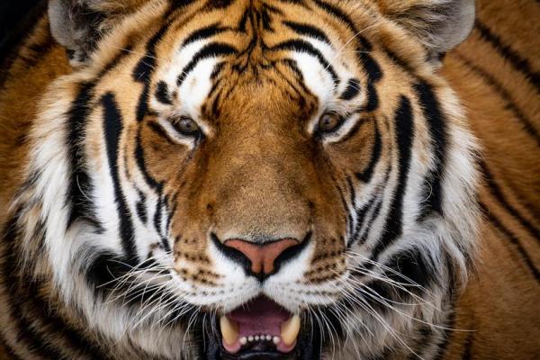 1974年属虎,命理解析与生活智慧 1974年属虎,命理解析与生活智慧