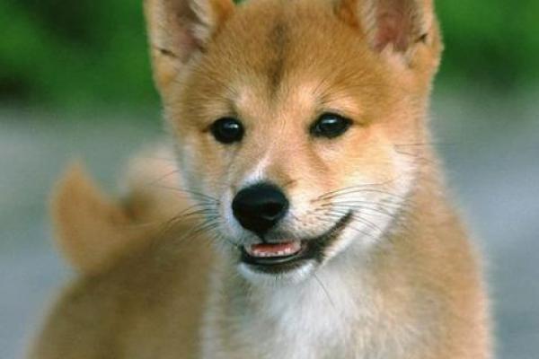 1982属狗水命的人生智慧与幸运数字探索 1982属狗水命的人生智慧与幸运数字探索