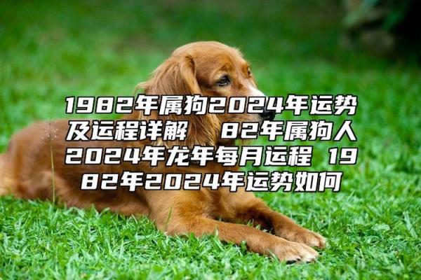 狗年的命飞扬：在不同年份出生的属狗者命运解析