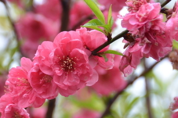 火鼠命佩戴这个,运势将一路飙升,财源滚滚来! 火鼠命佩戴这个,运势将一路飙升,财源滚滚来!