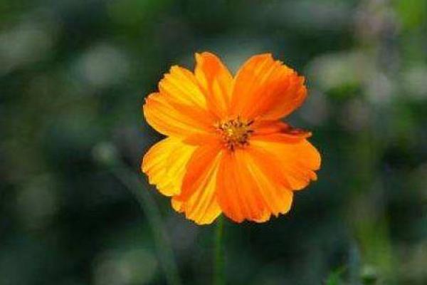 火鼠命佩戴这个,运势将一路飙升,财源滚滚来! 火鼠命佩戴这个,运势将一路飙升,财源滚滚来!