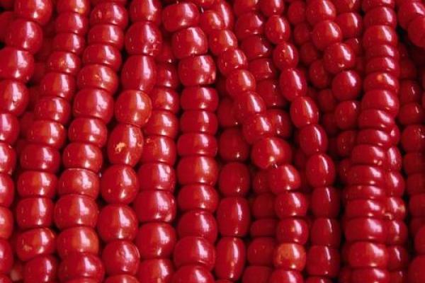 火命人士与菩提：哪些颜色最合适？