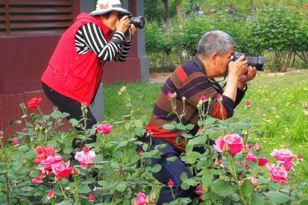 蝴蝶采花命格：绽放人生的美丽秘诀与启示