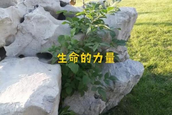 在没有女儿命的家庭中，何以珍惜生命的意义与价值？