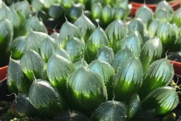 金命属鸡人士适合的植物：助运旺财与健康的绿色伴侣
