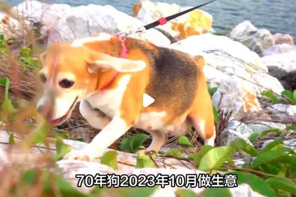 属狗的你，2023年几岁？命理解析与人生启示！