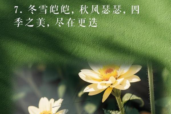 四季之美：如何选择最佳季节来体味生命的韵味与感悟