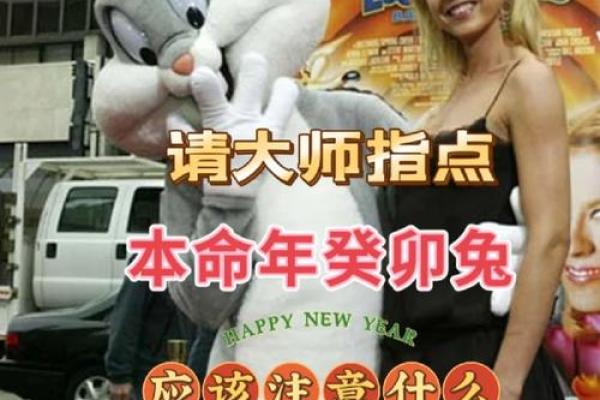 兔年归来：解析兔子命在命理中的独特特征
