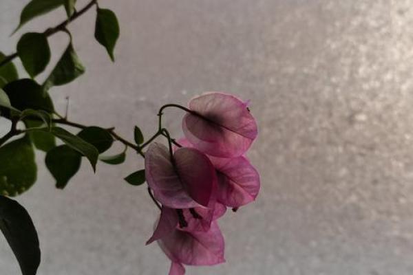 人生如棋，命运如歌：探寻生命的意义与价值