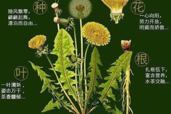 蒲公英的命：生命的坚韧与自由的象征