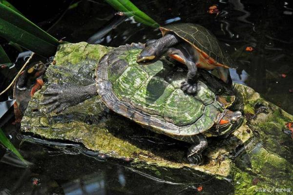 探秘算命乌龟的奥秘：听听它们说什么！