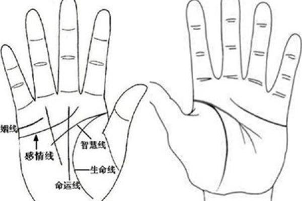 水命属猪的幸运数字与生活运势的秘密探讨