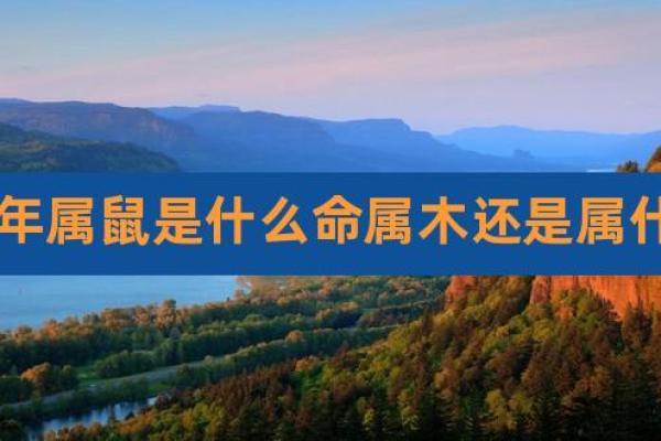 木鼠之命解析：为什么木鼠属于木命？探寻命理中的奥秘