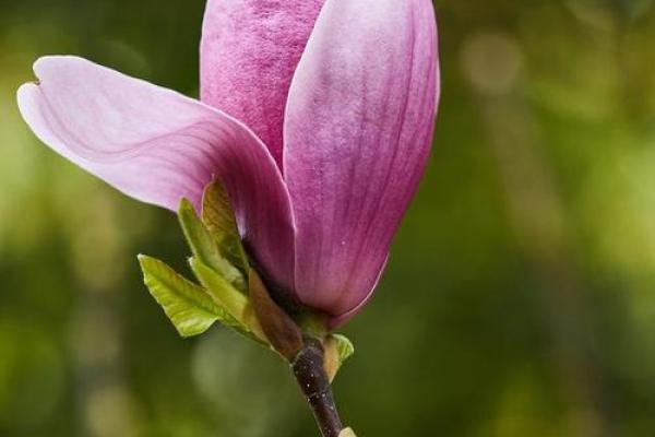 赋予高贵与长久的花卉：解析命运的般若之美