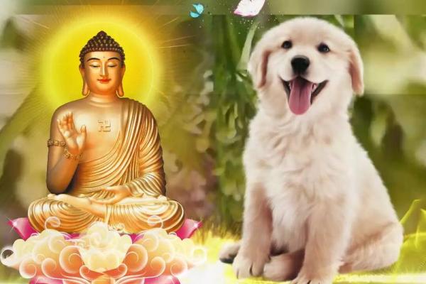 属狗木命的人缺什么？探索木命狗的命理特点与提升之道