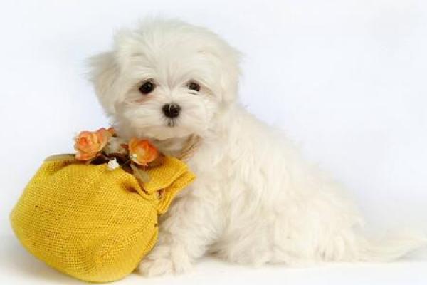 2020年出生宝宝命理解析：如何为他们的未来铺路？