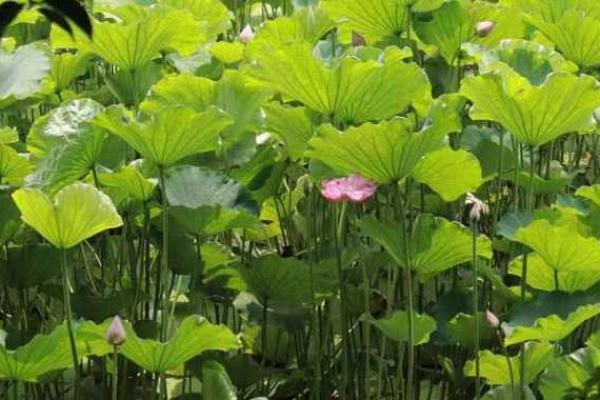 2023立夏后如何转运，开启你的顺风顺水人生！