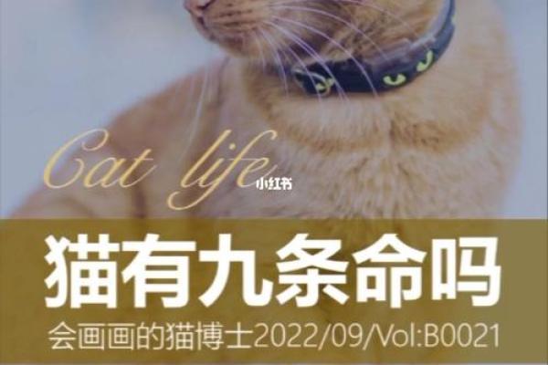 猫命：为何我们愿意为它们倾尽所有的爱与关怀？