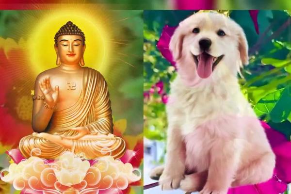 1982年属狗者的命运解析:揭示狗年的性格与未来挑战 1982年属狗者的命运解析:揭示狗年的性格与未来挑战