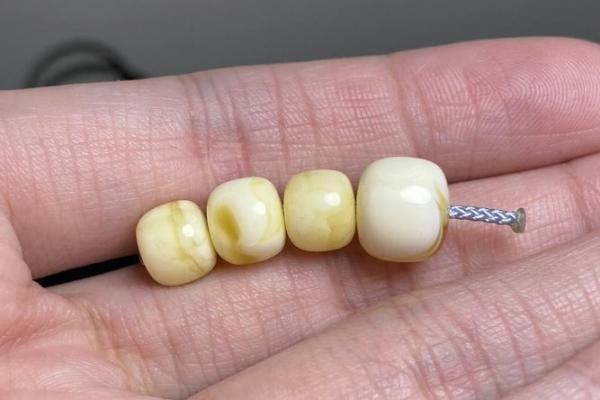 揭秘白蜡金龙:命格特征与养殖技巧全解析 揭秘白蜡金龙:命格特征与养殖技巧全解析