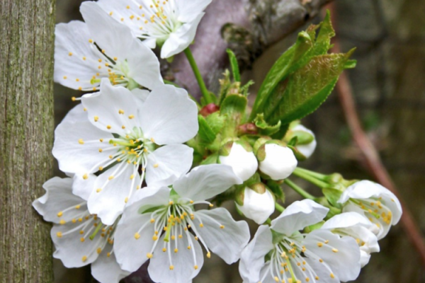 揭秘命犯双层桃花:爱情与缘分的千丝万缕 揭秘命犯双层桃花:爱情与缘分的千丝万缕