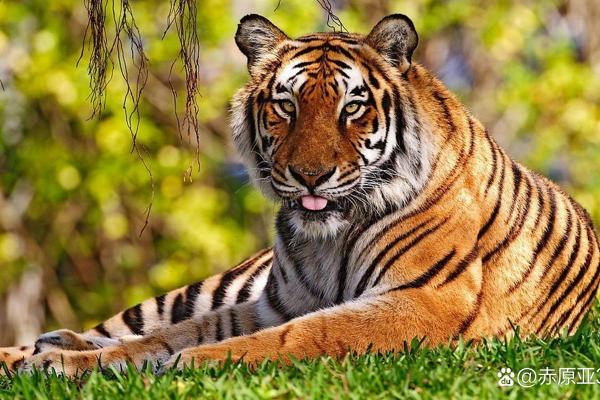 2023年虎属命解析：命理中的辉煌与挑战