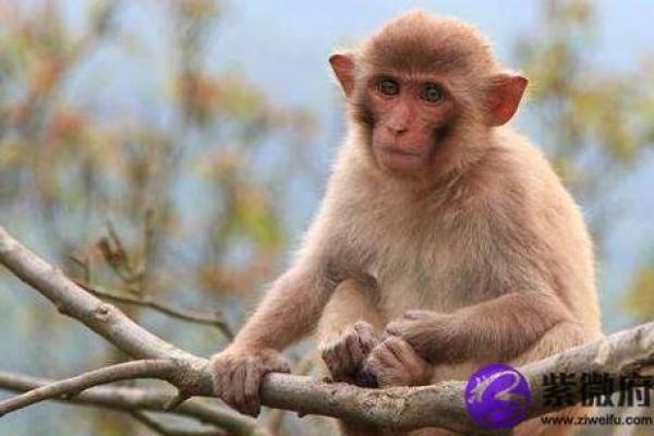 2016年属猴:揭秘猴年命理与人生走向的奥秘 2016年属猴:揭秘猴年命理与人生走向的奥秘