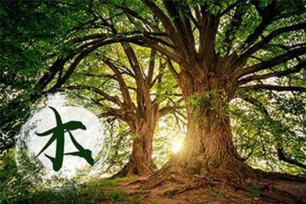 1985年是什么命?八宅风水与人生运势的深刻解析 1985年是什么命?八宅风水与人生运势的深刻解析