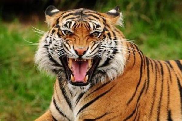 2022年出生孩子的命运解析:生肖虎的性格与未来发展探讨 2022年出生孩子的命运解析:生肖虎的性格与未来发展探讨