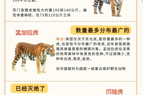 2022年出生孩子的命运解析:生肖虎的性格与未来发展探讨 2022年出生孩子的命运解析:生肖虎的性格与未来发展探讨