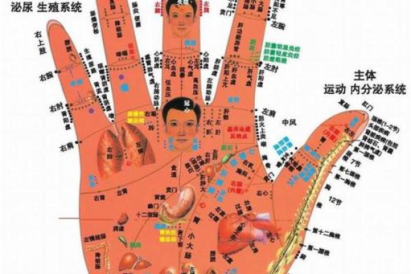 手指的秘密：探索没有罗指的命运与性格解读
