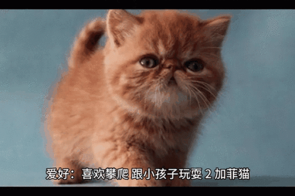 根据命理缺失,如何选择适合你的猫咪品种和养护方式 根据命理缺失,如何选择适合你的猫咪品种和养护方式