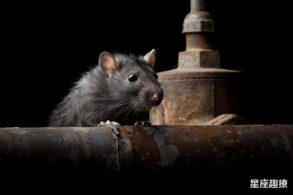 1992年属鼠人的命运与人生旅程揭秘 1992年属鼠人的命运与人生旅程揭秘