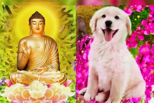 1994年属狗人的命运解析:事业、爱情与性格透视 1994年属狗人的命运解析:事业、爱情与性格透视