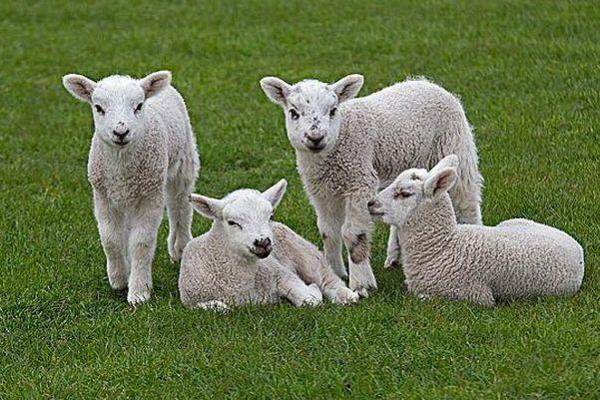 1993年生肖羊的命理分析与人生总述 1993年生肖羊的命理分析与人生总述