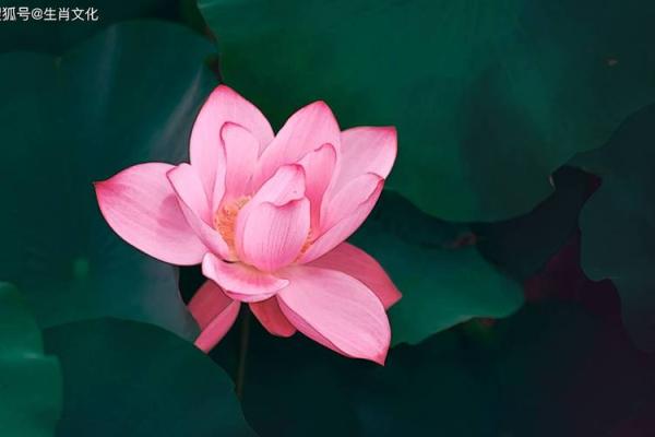 揭开生肖与贬官命的神秘面纱，探索命运与运势的奇妙联系！