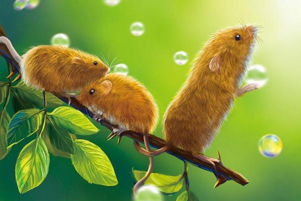 1972年女鼠命运解析:开创未来的智慧与勇气 1972年女鼠命运解析:开创未来的智慧与勇气