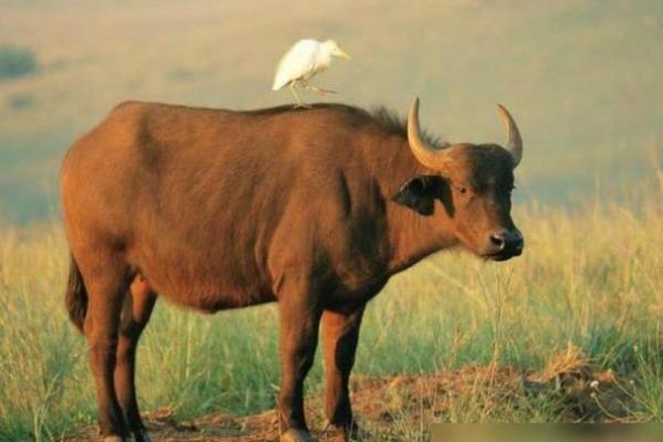 1973年牛年命格解析:探索牛年人的性格与运势 1973年牛年命格解析:探索牛年人的性格与运势