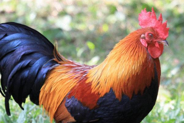 1999年属鸡的命运与人生解析:如何运筹帷幄,把握未来机遇 1999年属鸡的命运与人生解析:如何运筹帷幄,把握未来机遇