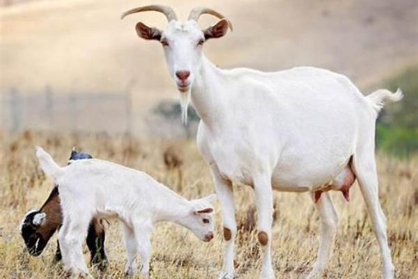 1963年出生的羊,命运与性格的深度解析 1963年出生的羊,命运与性格的深度解析