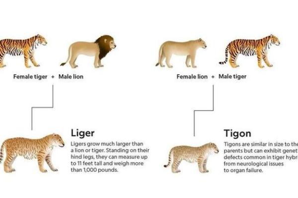 2022虎宝宝的命运解析:揭秘属虎人一生的运势与性格特点 2022虎宝宝的命运解析:揭秘属虎人一生的运势与性格特点