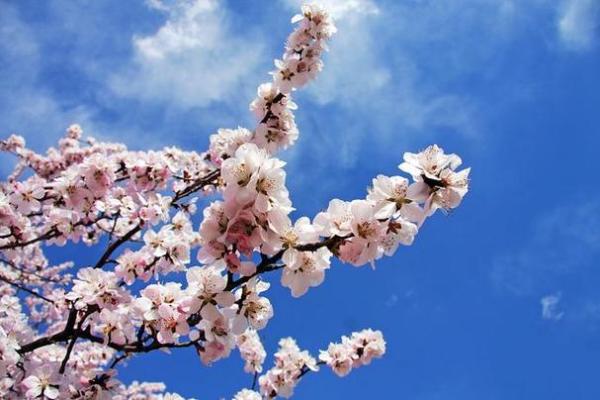 2020年3月的命运:探寻春天的希望与挑战 2020年3月的命运:探寻春天的希望与挑战