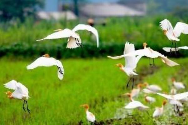 道教命功与采药:探秘自然的灵性与智慧 道教命功与采药:探秘自然的灵性与智慧