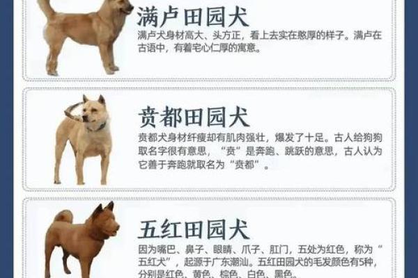 土狗与福命：寻找最有福气的犬种之路