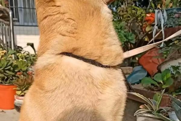 土狗与福命：寻找最有福气的犬种之路