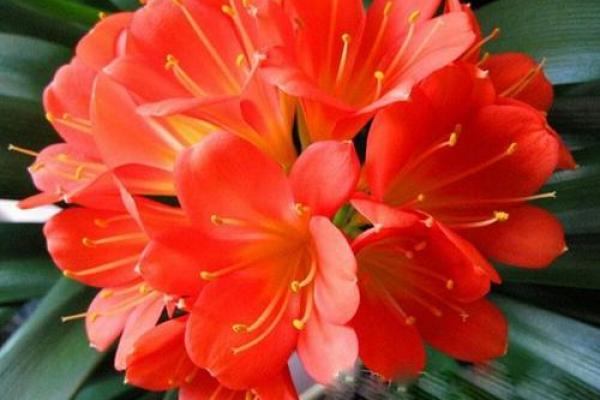 虎年午时出生命格解析:如何更好地把握人生机遇 虎年午时出生命格解析:如何更好地把握人生机遇