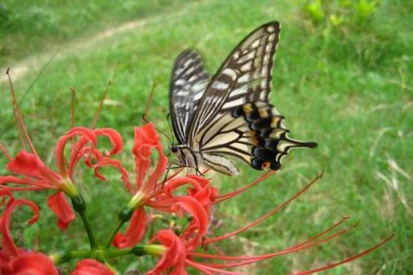 昆虫与风水:从大师的角度看命理对生活的影响 昆虫与风水:从大师的角度看命理对生活的影响