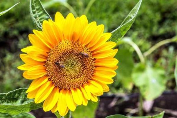 涧下水:探寻哪些生肖命好与幸福之道 涧下水:探寻哪些生肖命好与幸福之道